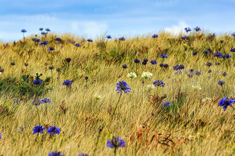 Dune Landscape, Blue and White lilies of the nile (Agapanthus), Love Flowers, Isle of Tresco, Isles of Scilly, Cornwall, England, Great Britain