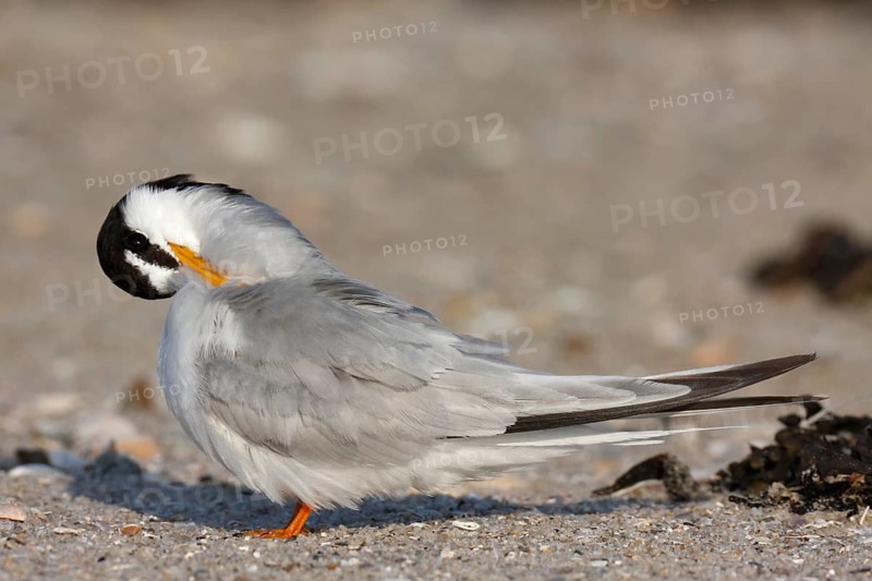 Little Tern (Sternula albifrons), grooming its feathers on the beach, Lower Saxony Wadden Sea National Park, East Frisian Islands, Lower Saxony, Germany, Europe