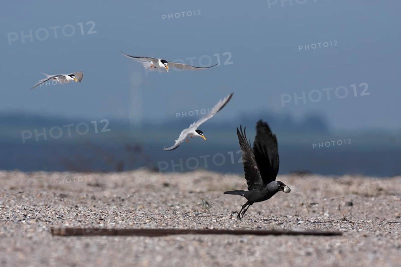 Little Tern (Sternula albifrons), joint defence of the clutch, predation defence, western jackdaw (Corvus monedula) captures an egg of the Little Tern, Lower Saxon Wadden Sea National Park, East Frisian Islands, Lower Saxony, Germany, Europe