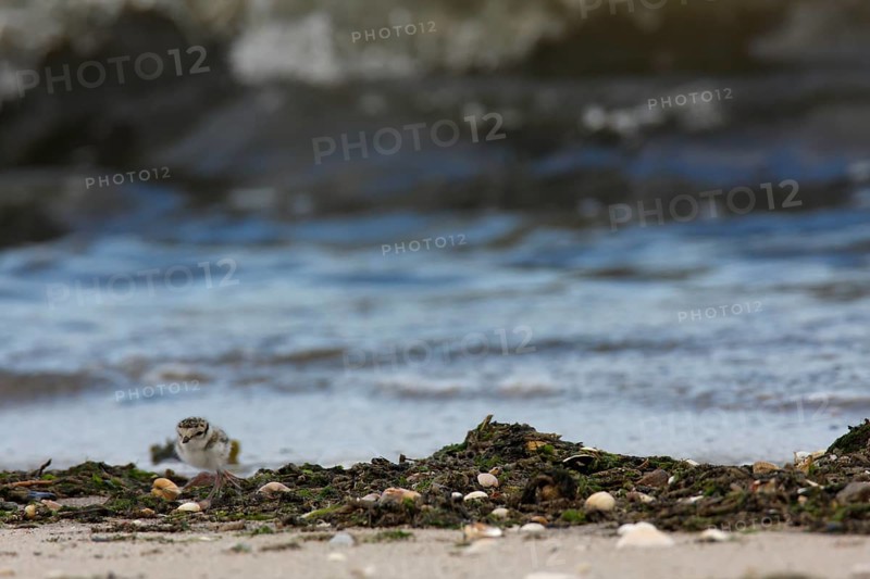 Little Ringed Plover (Charadrius hiaticula), juvenile on the beach looking for food, well hidden and camouflaged, search photo, Lower Saxon Wadden Sea National Park, East Frisian Islands, Lower Saxony, Germany, Europe
