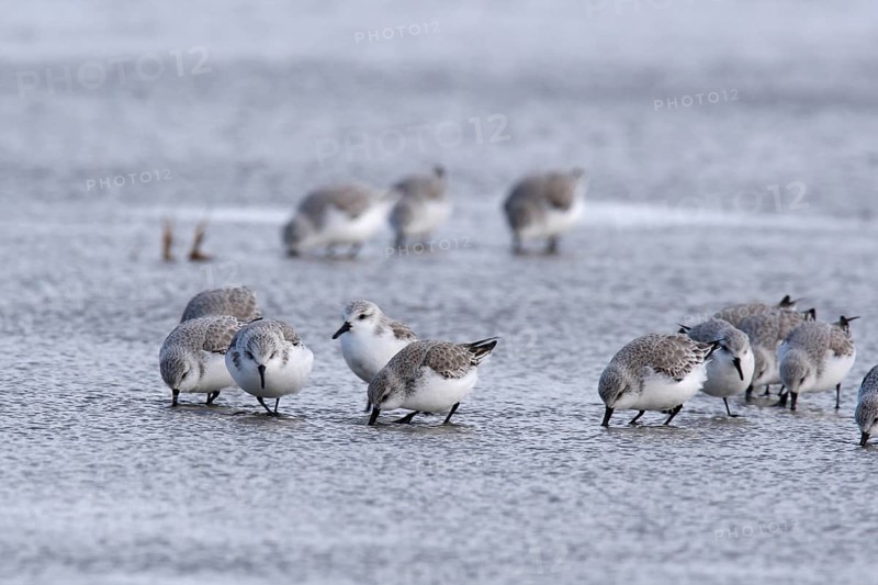 Sanderling (Calidris alba), in a light plumage, resting flock foraging in the mudflats, Lower Saxony Wadden Sea National Park, East Frisian Islands, Lower Saxony, Germany, Europe