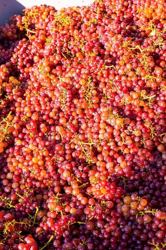Saxon State Winery Schloss Wackerbarth invites the press to the grape grape harvest in the Goldener Wagen vineyard in Radebeul. Here, the winegrowers harvest the grapes for the Traminer late harvest of the 2022 vintage in Saxony's premium vineyard. Freshly harvested grapes