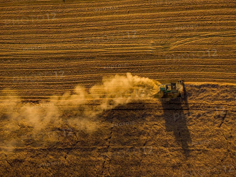 A combine harvester harvests a cereal forest