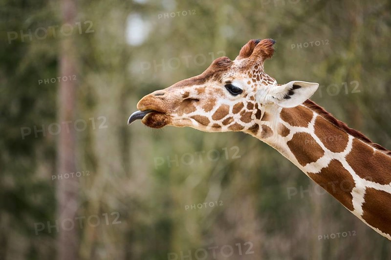 Reticulated giraffe (Giraffa reticulata) portrait, Bavaria, Germany Europe