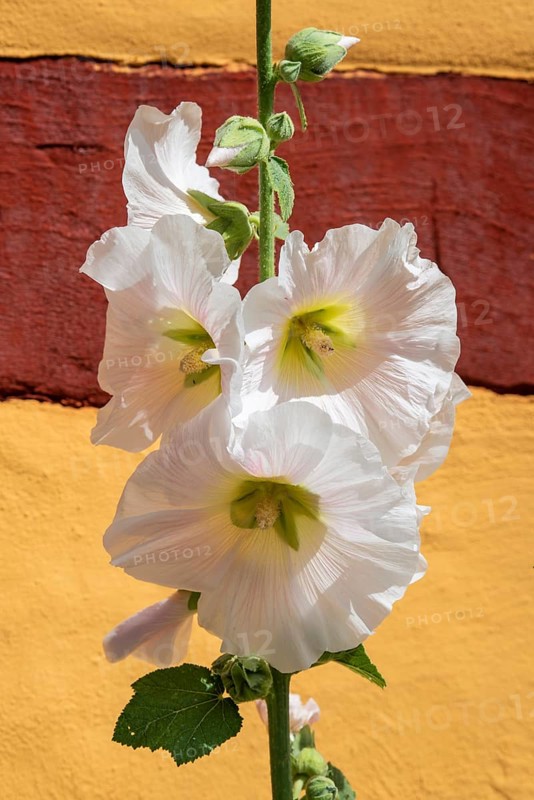 Flowering common hollyhock (Alcea rosea) at a half timbered house in Ystad, Scania, Sweden, Scandinavia, Europe