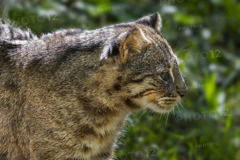 Amur leopard cat, Siberian leopard cat (Prionailurus bengalensis euptilura) subspecies of the Bengal leopard cat native to the Russian Far East