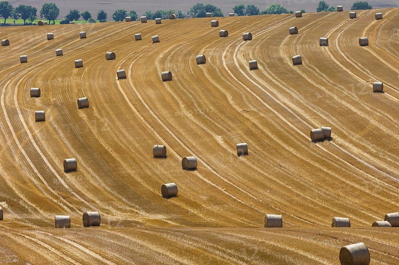 Round hay bales lie in a field near Bannewitz. The baler is used to bale hay, straw or grass silage produced in agriculture. This allows it to be stored in a space-saving way. Balers are pulled by a tractor and driven by the power take-off shaft. Today, mostly round or square bales are pressed