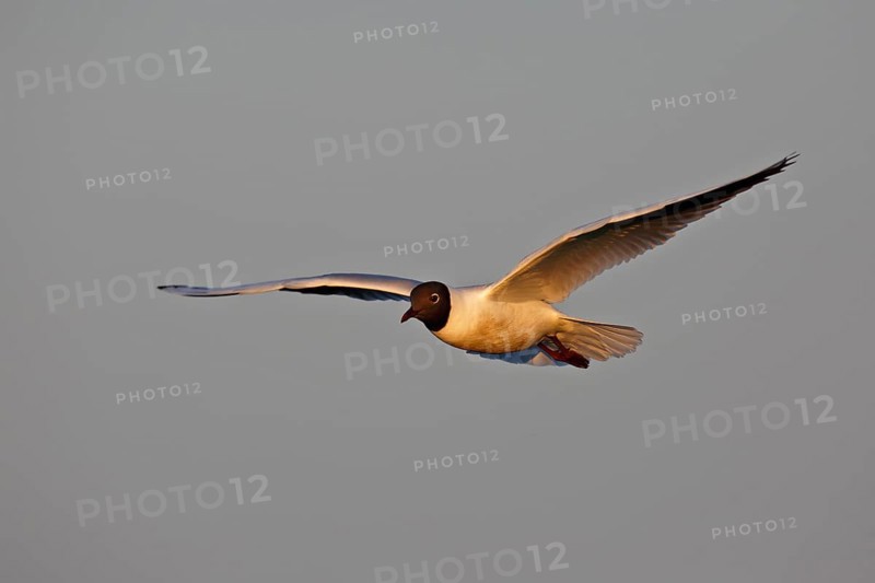 Black-headed Black-headed Gull (Chroicocephalus ridibundus), flight study, individual in flight, Lower Saxon Wadden Sea National Park, East Frisian Islands, Lower Saxony, Germany, Europe