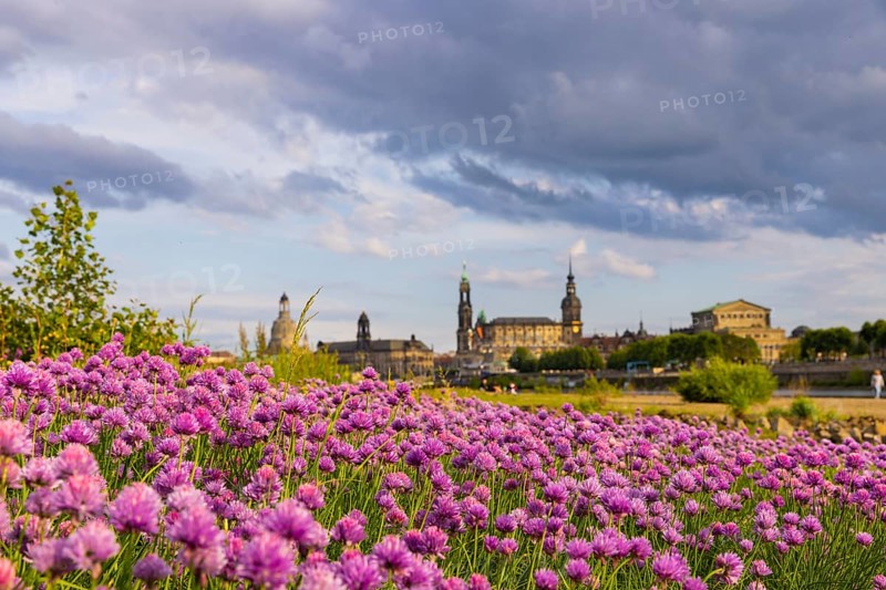 Flowering chives on the Elbe meadows in Dresden's Old Town with silhouette