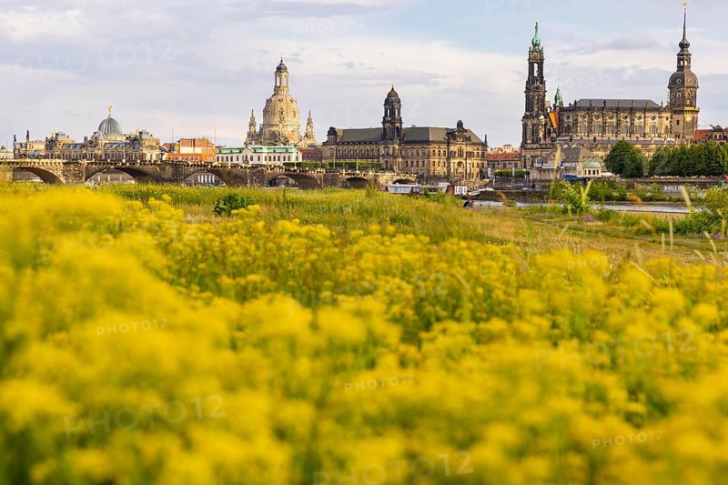 Flowering Elbe meadows in Dresden's Old Town with silhouette