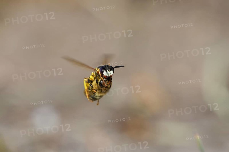 European beewolf (Philanthus triangulum), in flight, with captured bee, Bottrop, Ruhr area, North Rhine-Westphalia, Germany, Europe