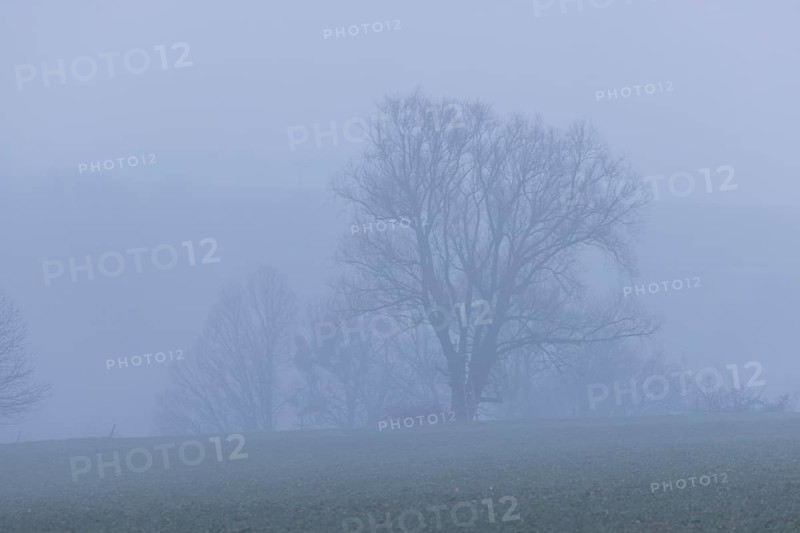 Weather change, the spring-like temperatures, are displaced by incoming humid cold air with rain. Here, fog over the Gebergrund nature reserve on the outskirts of Dresden
