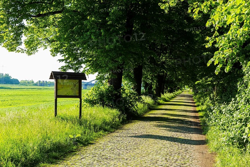 Torgau Avenue of Trees on the Banks of the Elbe