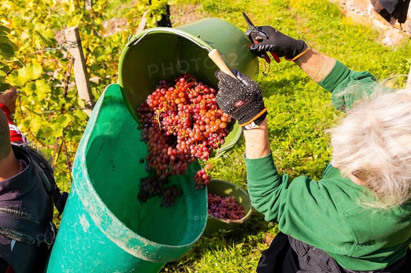 Saxon State Winery Schloss Wackerbarth invites the press to the grape grape harvest in the Goldener Wagen vineyard in Radebeul. Here, the winegrowers harvest the grapes for the Traminer Spätlese of the 2022 vintage in Saxony's premium location