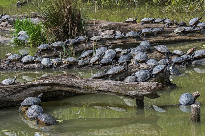 Red-eared terrapins (Trachemys scripta elegans) and yellow-bellied sliders basking in the sun on tree trunk in pond, invasive turtle species in Europe