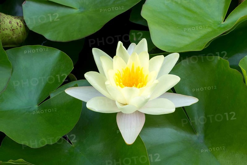 Water lily, white (Nymphaea alba), Baden-Württemberg, Germany, Europe