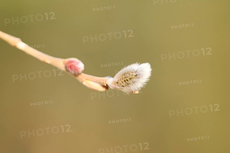 Eastern crack-willow (Salix euxina) pussy willow, detail, Upper Palatinate, Bavaria, Germany, Europe
