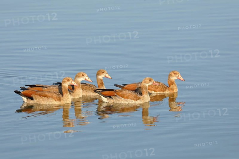 Egyptian Geese (Alopochen aegyptiaca), young birds swimming in shallow water, Altmühlsee, Franconian Lake District, Franconia, Bavaria, Germany, Europe