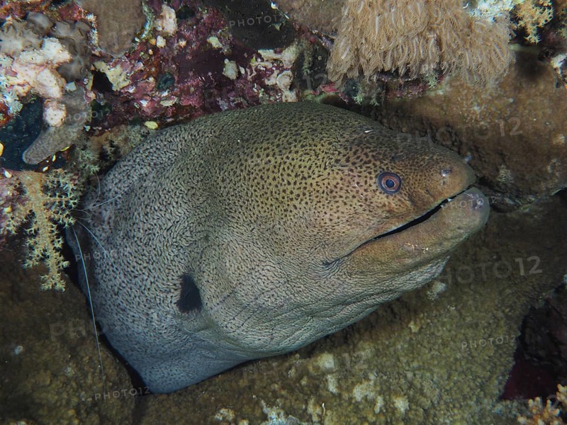 Close-up of giant moray (Gymnothorax javanicus), St Johns Reef dive site, Saint Johns, Red Sea, Egypt, Africa