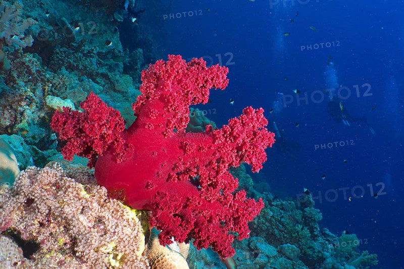 Klunzinger's tree coral (Dendronephthya klunzingeri), St. Johns Reef dive site, Red Sea, Egypt, Africa