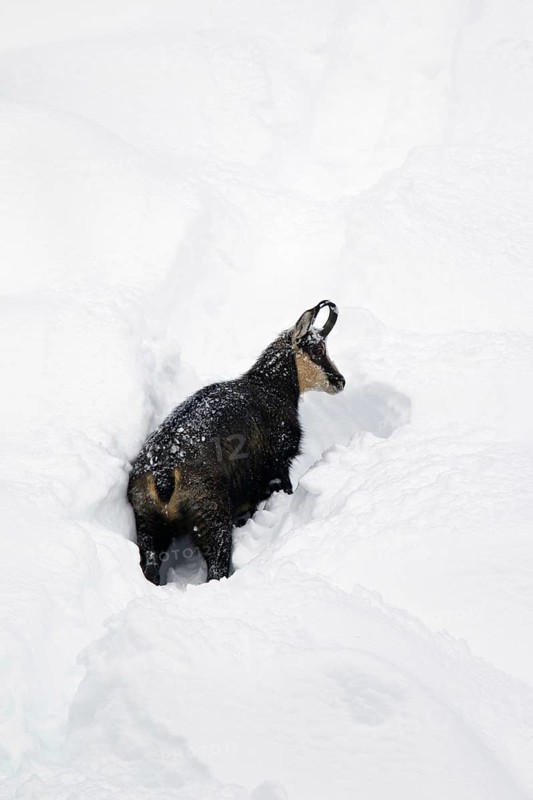 Chamois (Rupicapra rupicapra) foraging in deep powder snow in winter, Gran Paradiso National Park, Italian Alps, Italy, Europe