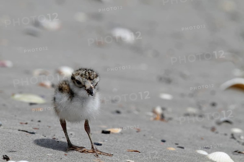 Little Ringed Plover (Charadrius hiaticula), young bird foraging on the beach, Lower Saxon Wadden Sea National Park, East Frisian Islands, Lower Saxony, Germany, Europe