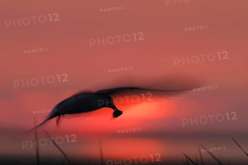 Common Tern (Sterna hirundo), flight study at sunset, in flight with motion blur of the wings, in flight with fish in the beak, Lower Saxon Wadden Sea National Park, East Frisian Islands, Lower Saxony, Germany, Europe