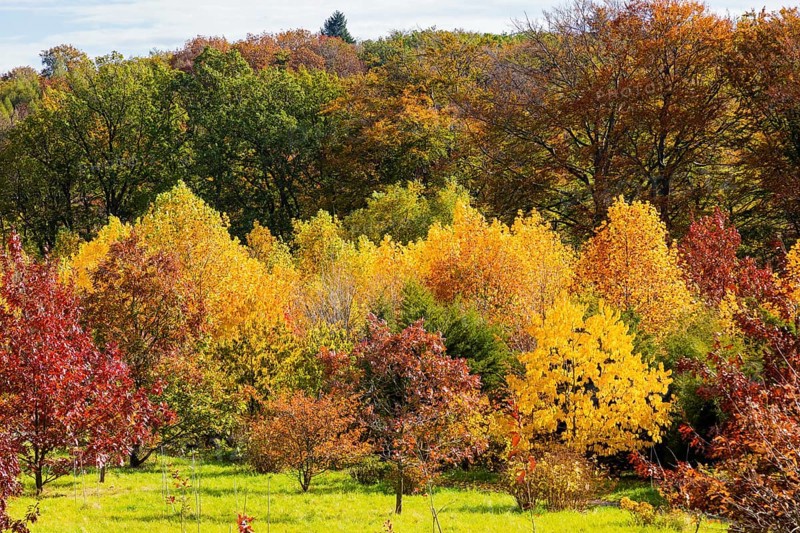 The Forest Botanical Garden Tharandt is an institution of the Technical University of Dresden and at the same time the Saxon State Arboretum. It houses single stem woody plants and has been greatly expanded since 1997 to include North American forest formations