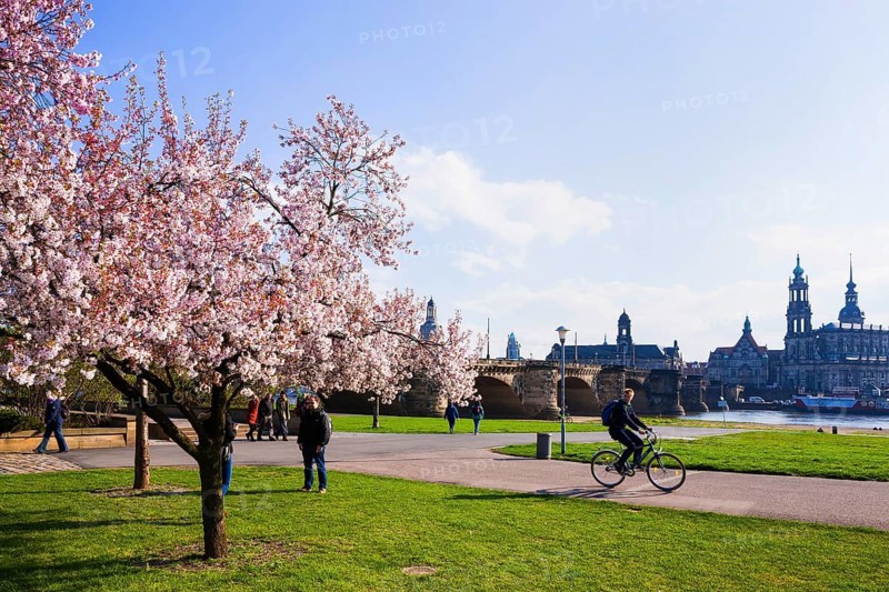 Spring on the Königsufer in Dresden