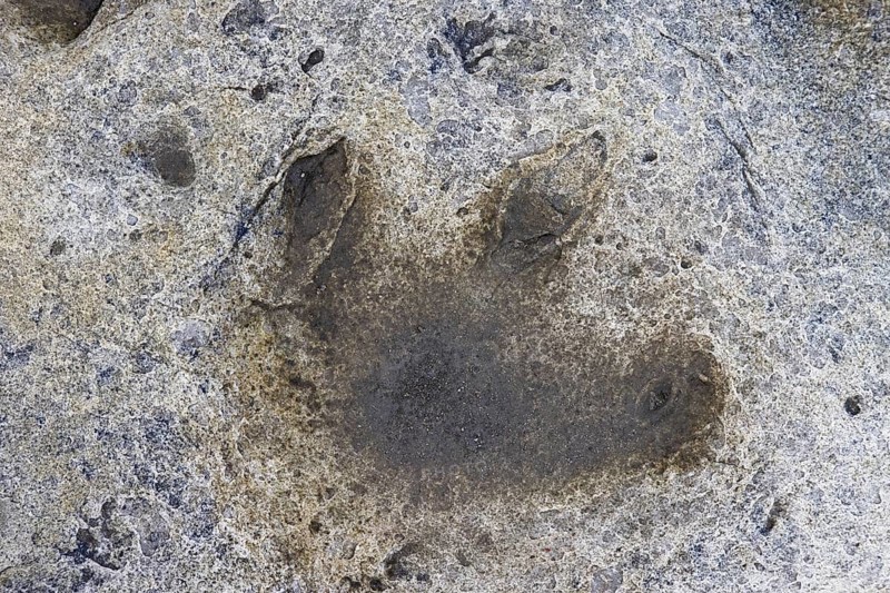 Ornithopod footprint in sandstone at the Lower Cretaceous dinosaur tracksite at Boltodden, Kvalvagen, Svalbard, Spitsbergen, Norway, Europe