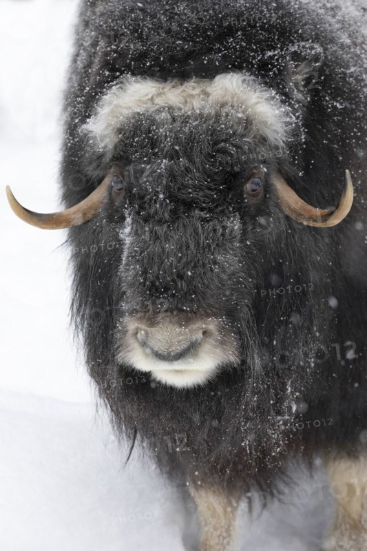 Musk ox (Ovibos moschatus) (C), in the snow at Ranua Wildlife Park, Lapland, Finland, Europe