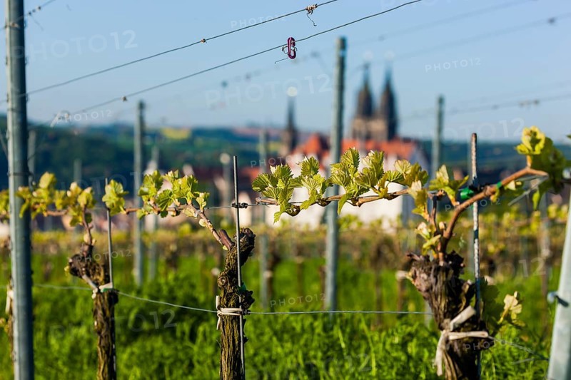 Proschwitz vineyard The Proschwitz vineyards were owned by the Bishops of Meissen from the middle of the 12th century until the Reformation A large proportion of the mass wines required in Saxony during this period came from the Proschwitz vineyard. The first documented mention of a knight, Eckbert von Proschwitz, was in a document from 1102. The place name Proschwitz indicates an early Sorbian settlement. Until the Reformation and subsequent secularisation