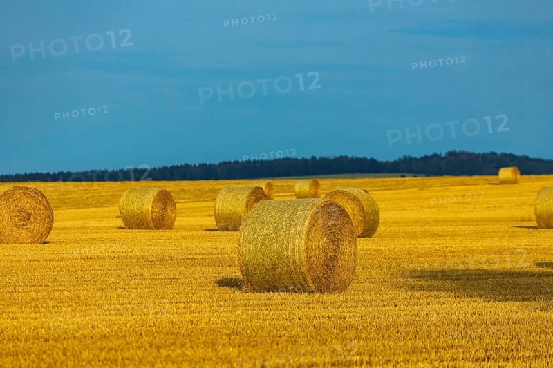 Harvested grain forest in the Ore Mountains near Oederan