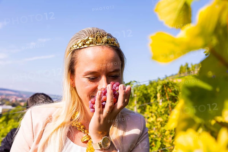 Saxon State Winery Schloss Wackerbarth invites the press to the grape grape harvest in the Goldener Wagen vineyard in Radebeul. Here, the winegrowers harvest the grapes for the Traminer late harvest of the 2022 vintage in Saxony's premium vineyard. The Saxon Wine Queen 2022 Sabrina Papperitz makes the smell test on a grape