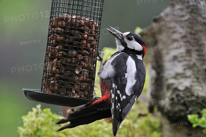 Great Spotted Woodpecker (Dendrocopos major), Greater Spotted Woodpecker male eating peanuts from bird feeder in garden