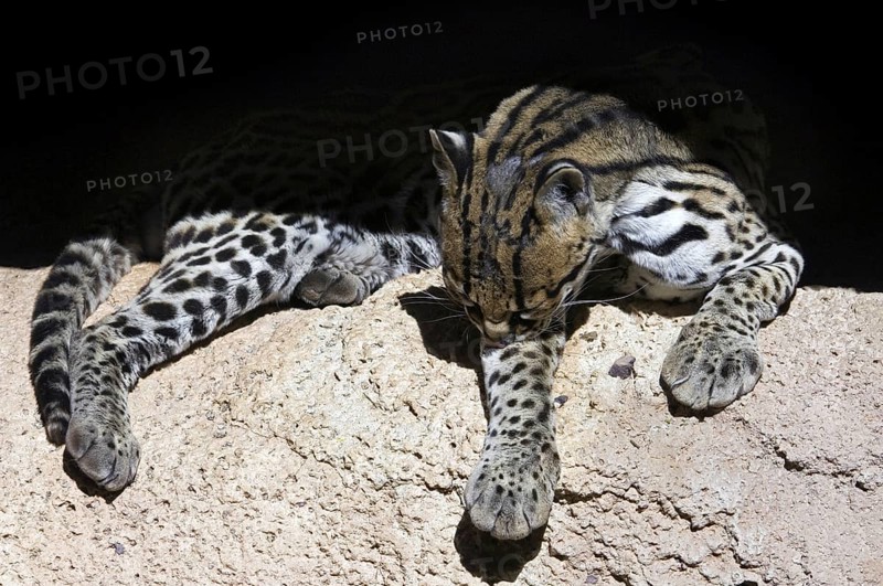 Ocelot (Felis pardalis) dwarf leopard, wild cat native to South and Central America, resting on rock in cave entrance and grooming by licking fur on leg, Arizona, US