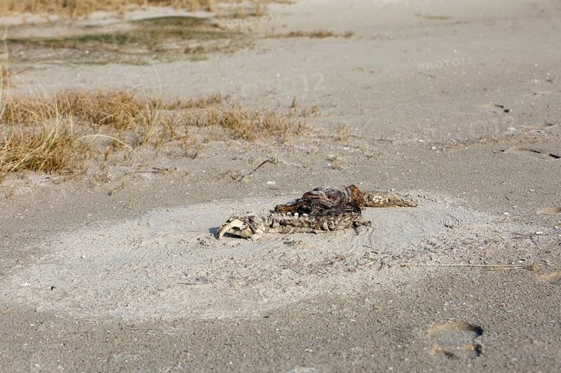 Harbor seal (Phoca vitulina), found dead on the beach, skeleton, example of material cycles in nature, Lower Saxony Wadden Sea National Park, Lower Saxony, Germany, Europe