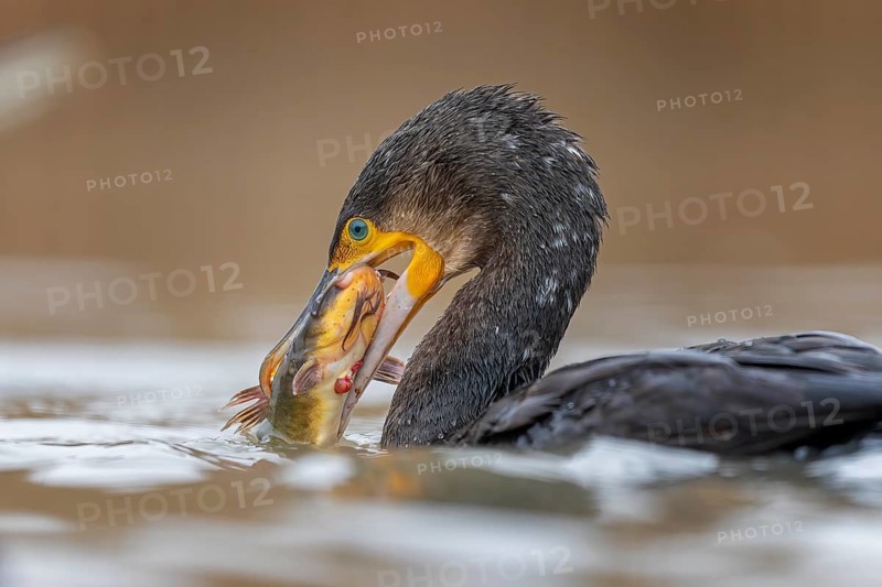 Great cormorant (Phalacrocorax carbo) with catfish as prey, hunting, fishing, making prey, Kiskunsag National Park, Hungary, Europe