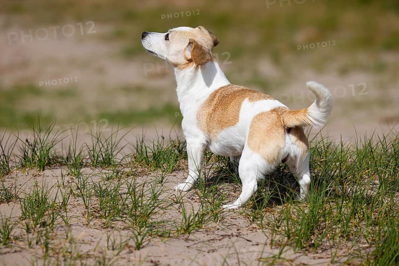 Dog, Jack Russell Terrier, Dog breed, Domestic dog (Canis lupus familiaris), Schleswig-Holstein, Germany, Europe