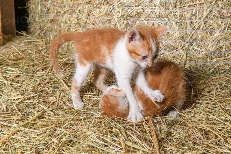 Two kittens playing in a farmhouse. Bas-Rhin, Collectivite europeenne d'Alsace, Grand Est, France, Europe