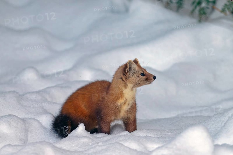 American marten (Martes americana), in the snow, on the ground, Ontario, Canada, North America