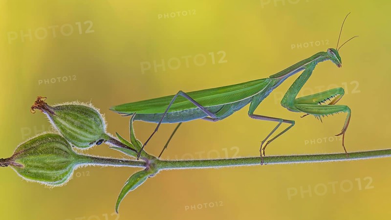 European mantis (Mantis religiosa) female, green variant, lying in wait, Bisophere Reserve Mittelelbe, Saxony-Anhalt, German