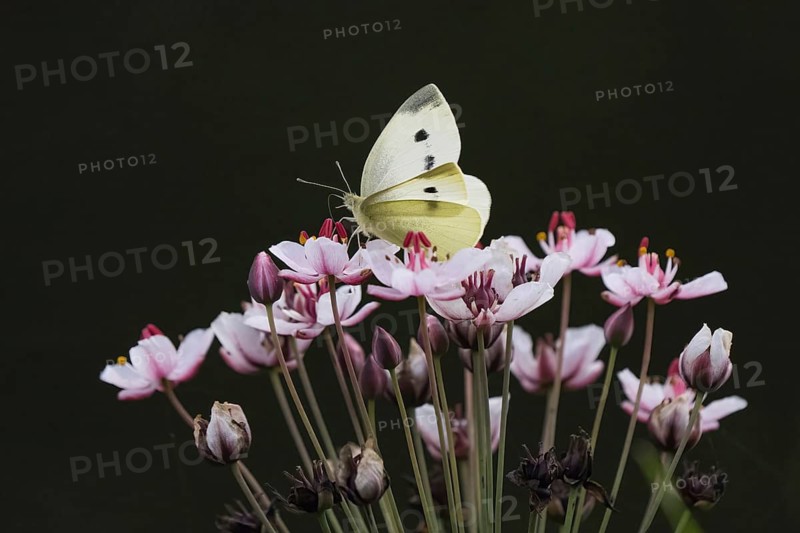 Small white (Pieris rapae) sitting on flower of flowering rush (Butomus umbellatus), Hesse, Germany, Europe