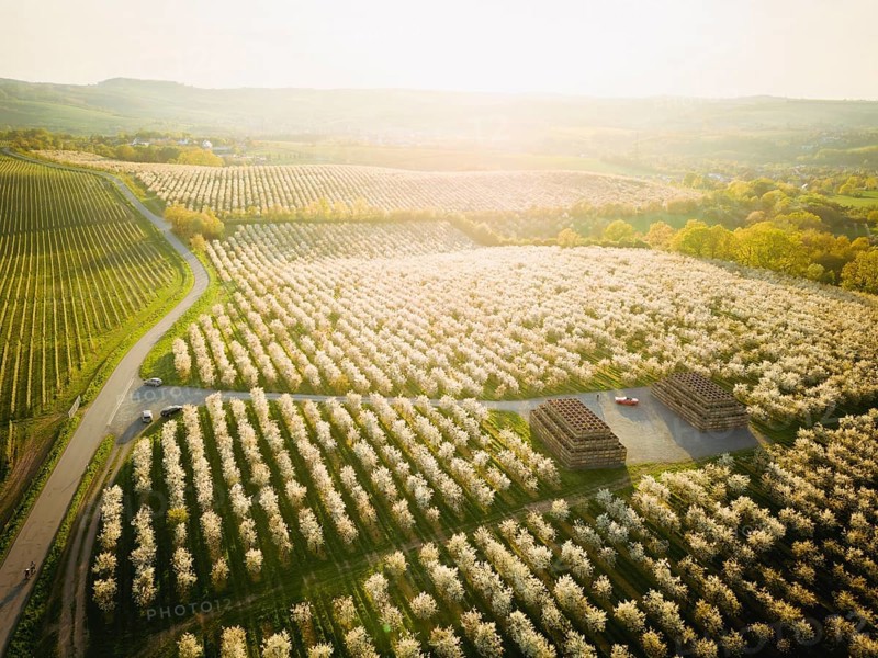 Blooming apple orchards in Wittgensdorf