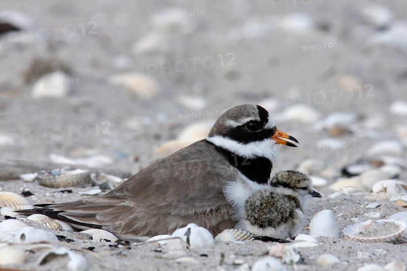 Little Ringed Plover (Charadrius hiaticula), adult bird on the clutch of eggs, Lower Saxony Wadden Sea National Park, East Frisian Islands, Lower Saxony, Germany, Europe