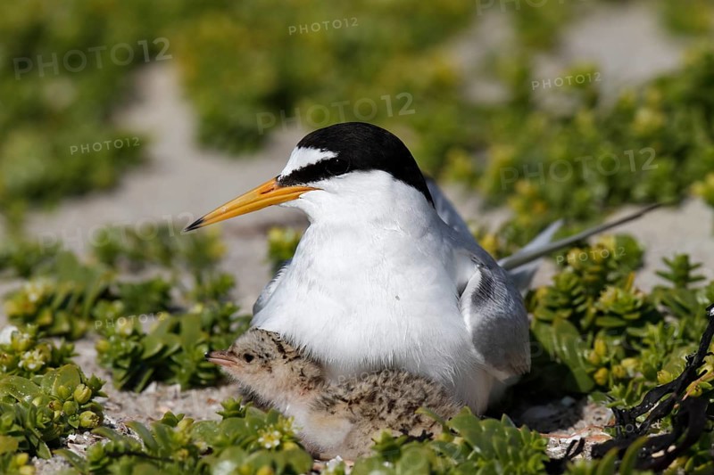 Little Tern (Sternula albifrons), adult bird hooting chicks, jumper being hooted, Lower Saxon Wadden Sea National Park, East Frisian Islands, Lower Saxony, Germany, Europe