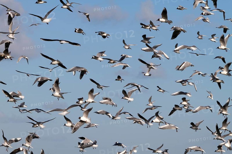 Black-headed Black-headed Gull (Chroicocephalus ridibundus), predation defence, breeding colony in turmoil, Lower Saxon Wadden Sea National Park, East Frisian Islands, Lower Saxony, Germany, Europe
