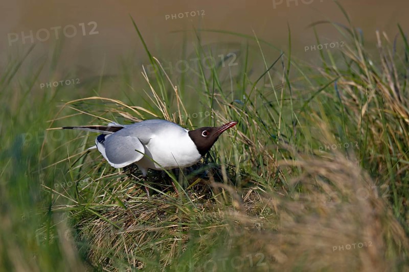 Black-headed Black-headed Gull (Chroicocephalus ridibundus), individual mating in the breeding colony, Lower Saxon Wadden Sea National Park, East Frisian Islands, Lower Saxony, Germany, Europe