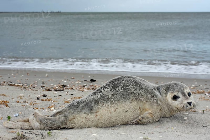 Common harbor seal (Phoca vitulina), howler, young resting on the beach, Lower Saxony Wadden Sea National Park, Lower Saxony, Germany, Europe