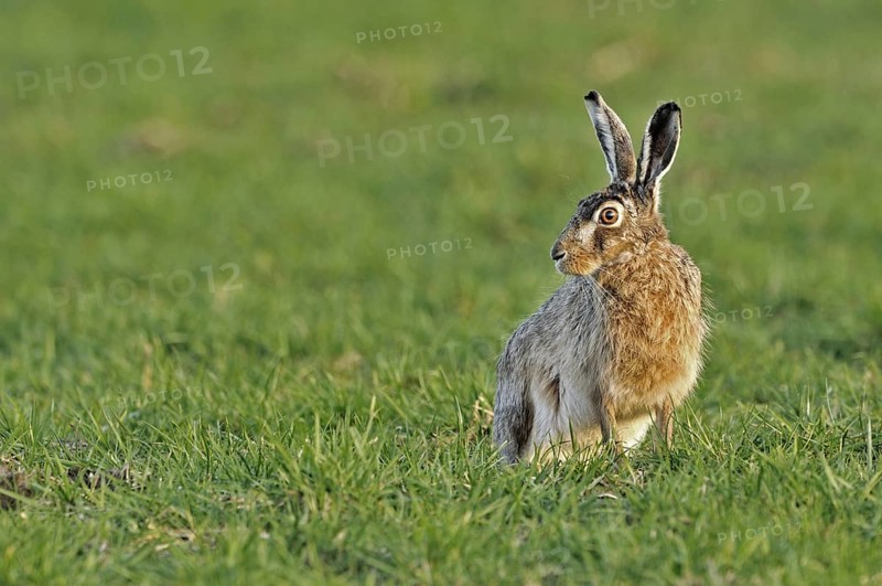 European hare (Lepus europaeus), brown hare sitting in meadow, the Netherlands